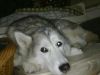 DOGsssss