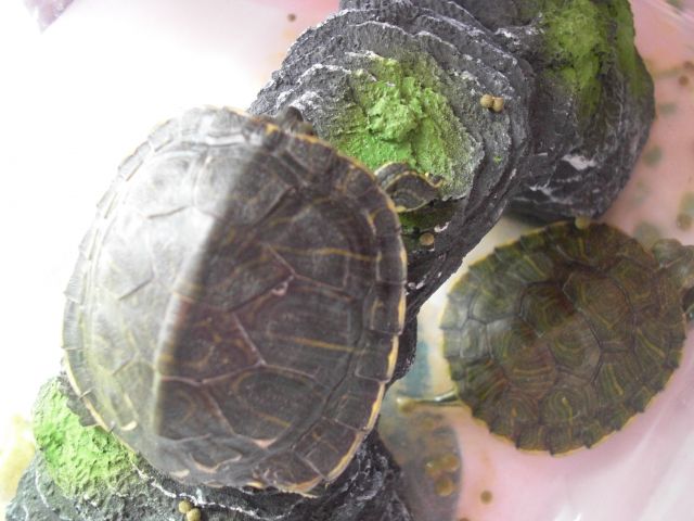 ˵