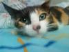 My Cat