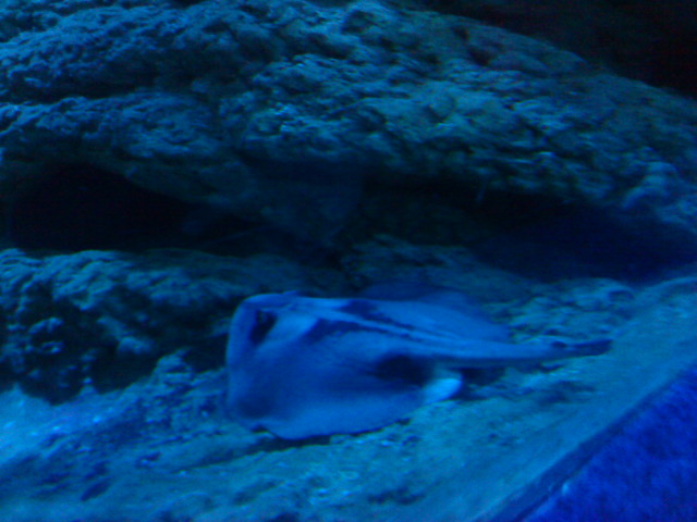 ˵