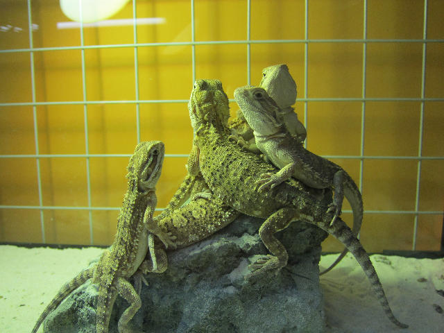 【视频】加ed怎么读,加ed怎么读完整 -动词后