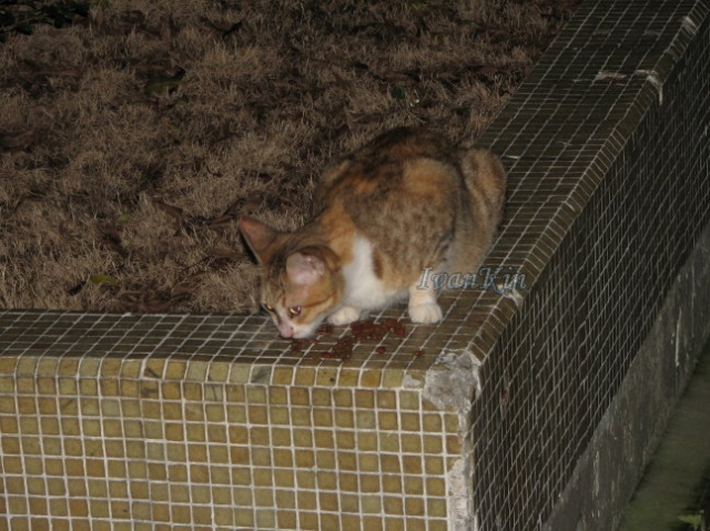 ˵
