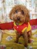 My dog����